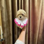 Sassy-female-Maltipoo-puppy-for-sale-2