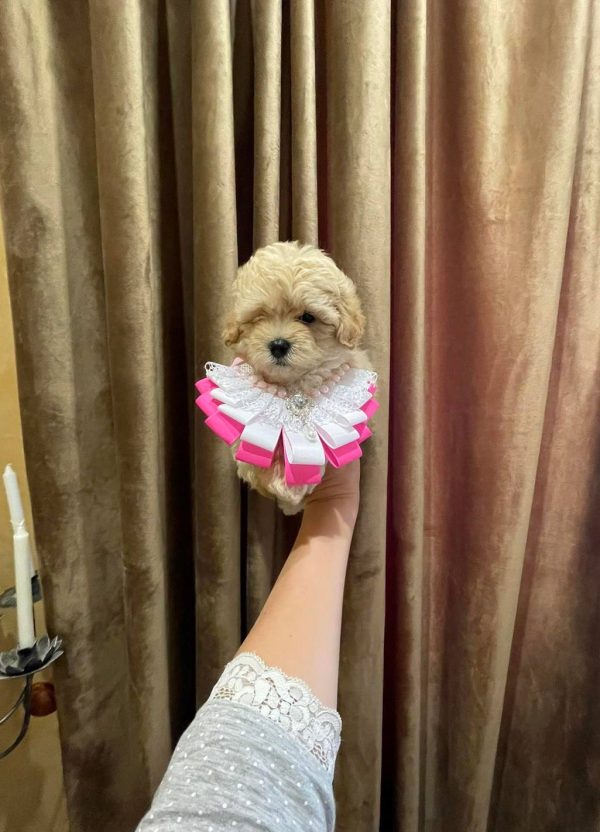 Sassy Maltipoo