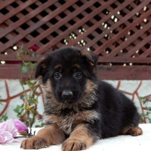 Selena German Shepherd