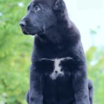 Shadow-female-Central-Asian-Shepherd-Dog-puppy-for-sale-1 (1)