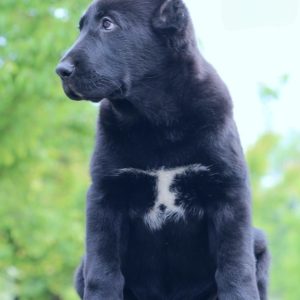 Shadow Central Asian Shepherd Dog