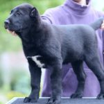 Charmel Central Asian Shepherd Dog