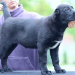 Shadow-female-Central-Asian-Shepherd-Dog-puppy-for-sale-1 (3)