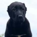 Shadow-female-Central-Asian-Shepherd-Dog-puppy-for-sale-1 (4) (1)