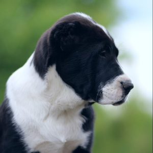 Shakira Central Asian Shepherd Dog
