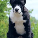 Charmel Central Asian Shepherd Dog