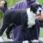 Shakira-female-Central-Asian-Shepherd-Dog-puppy-for-sale-1 (3)