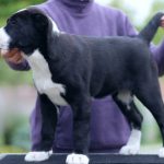 Shakira-female-Central-Asian-Shepherd-Dog-puppy-for-sale-1 (4)