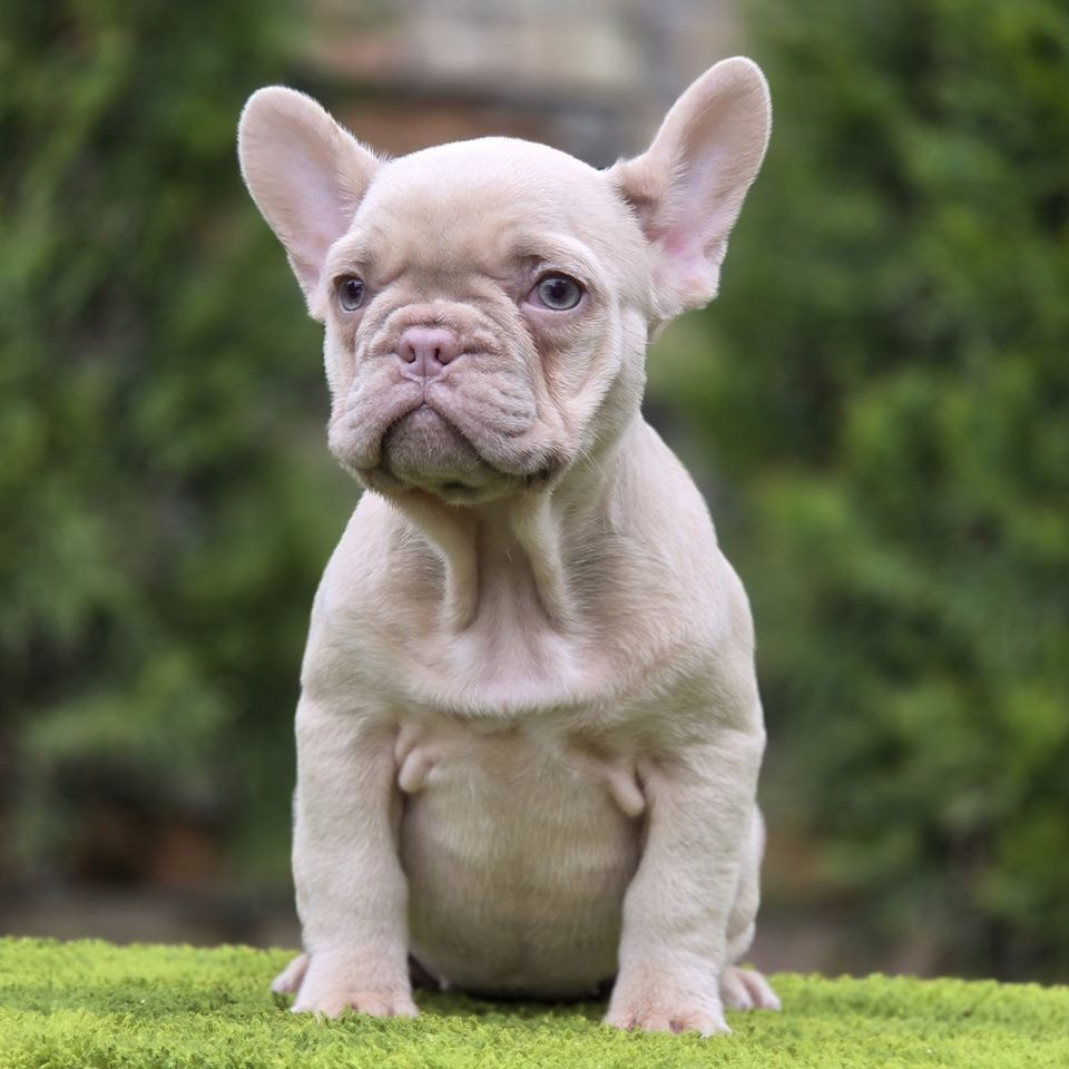 Frenchie Owners French Bulldog Litter For Sale Frenchie Owners