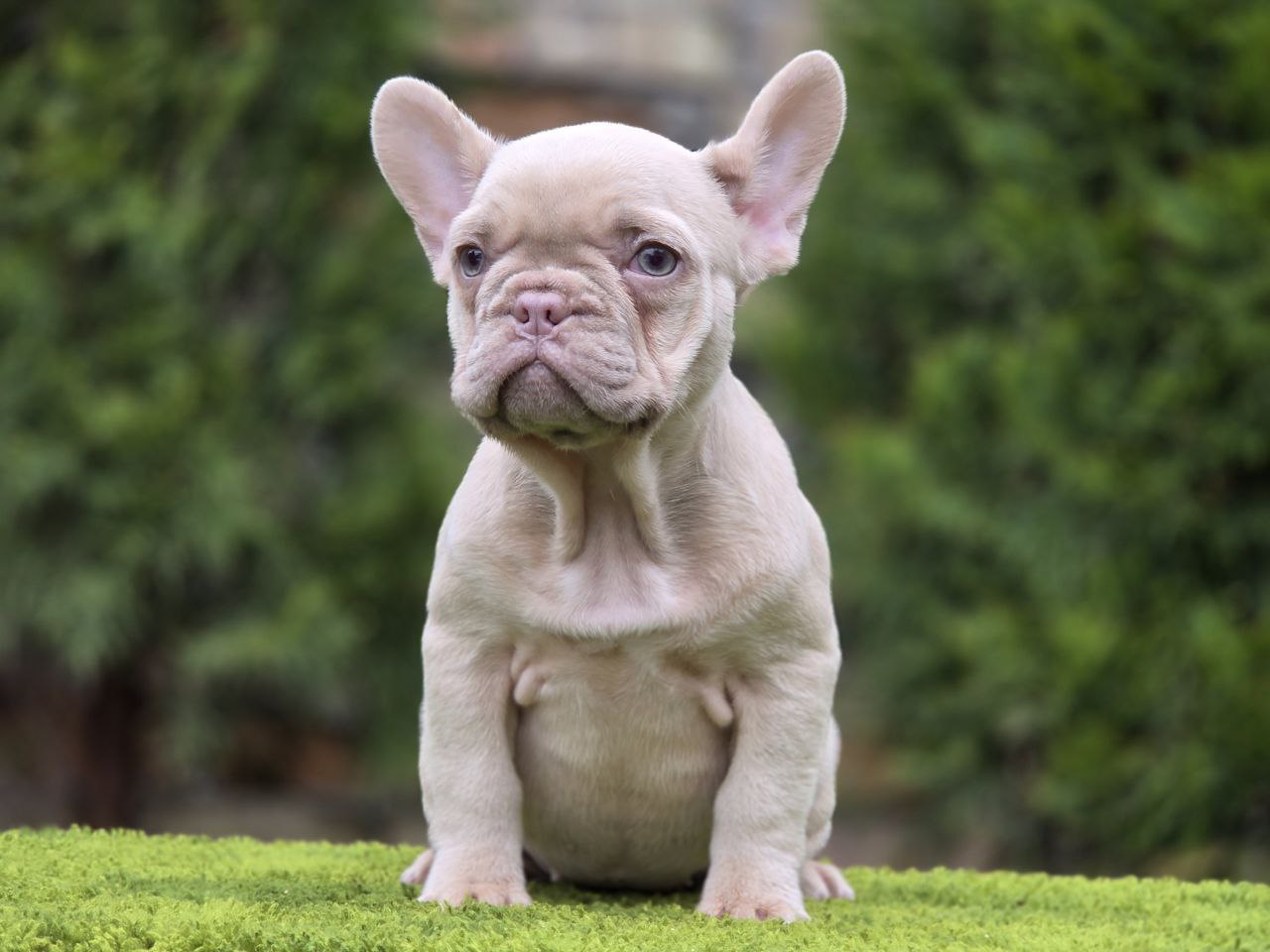 Isabella French Grey Frenchie Puppy For Sale Isabella Tan Frenchie