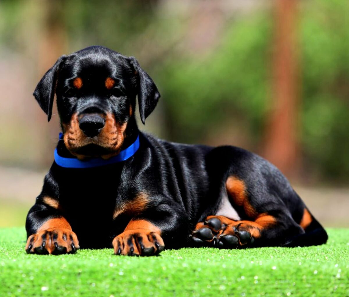 Male Doberman Pinscher Male Doberman All About Doberman Dog Breed