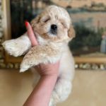 Snoop-male-Maltipoo-puppy-for-sale-1