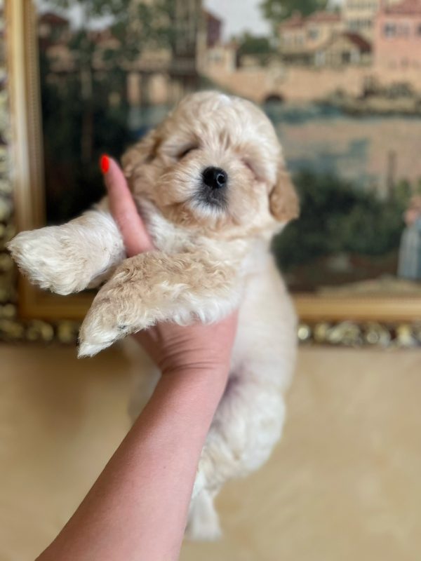 Snoop Maltipoo