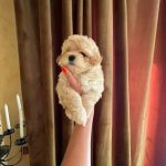 Snoop-male-Maltipoo-puppy-for-sale-2