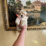 Snoop-male-Maltipoo-puppy-for-sale-3