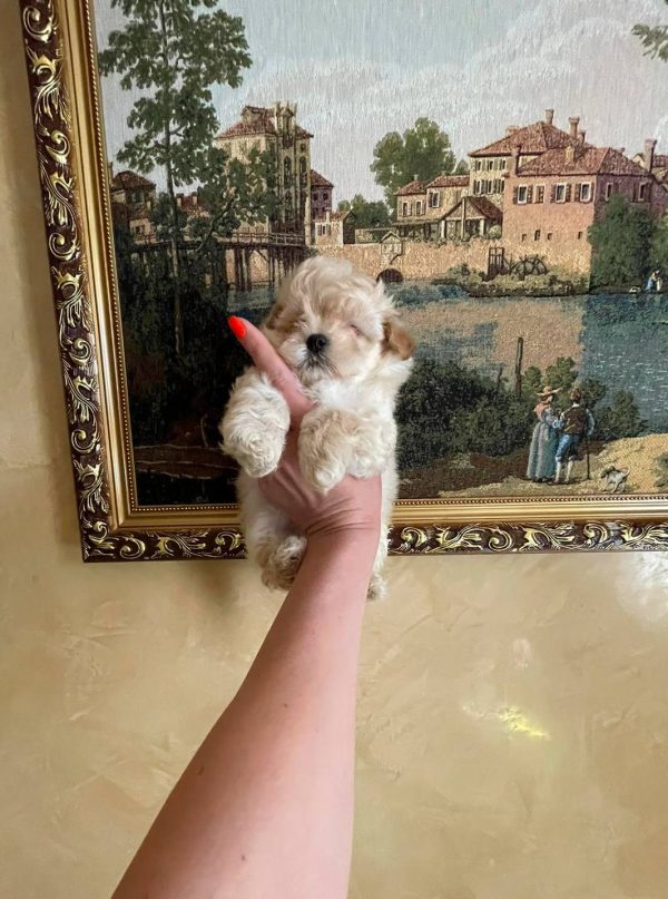 Snoop Maltipoo
