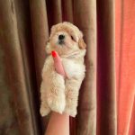 Snoop-male-Maltipoo-puppy-for-sale-4
