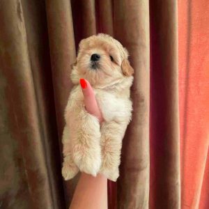 Snoop Maltipoo
