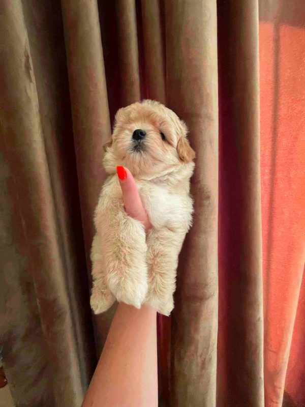 Snoop Maltipoo
