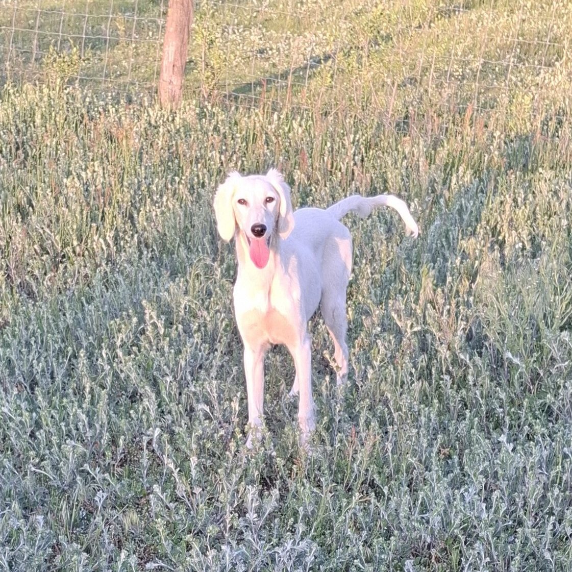 Saluki Dogs Saluki For Sale Near Me Saluki Dog Puppy Saluki