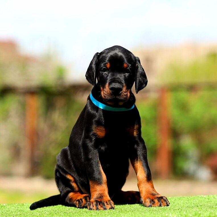 Pinscher Breed Smooth Haired German Pinscher Pinscher Puppy Medium