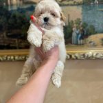 Sonic-male-Maltipoo-puppy-for-sale-1