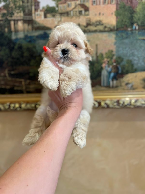Sonic Maltipoo