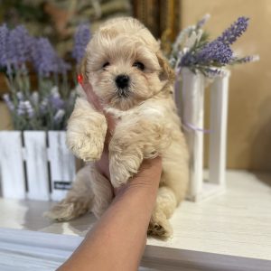 Sonic Maltipoo