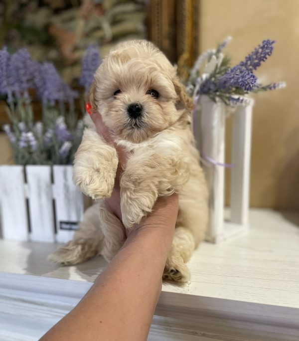 Sonic Maltipoo