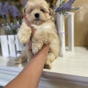 Sonic Maltipoo