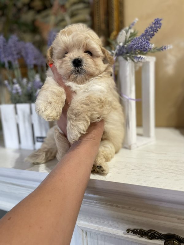 Sonic Maltipoo