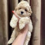 Stitch Maltipoo