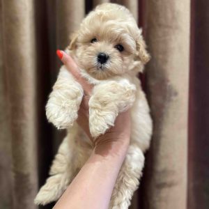 Spike Maltipoo