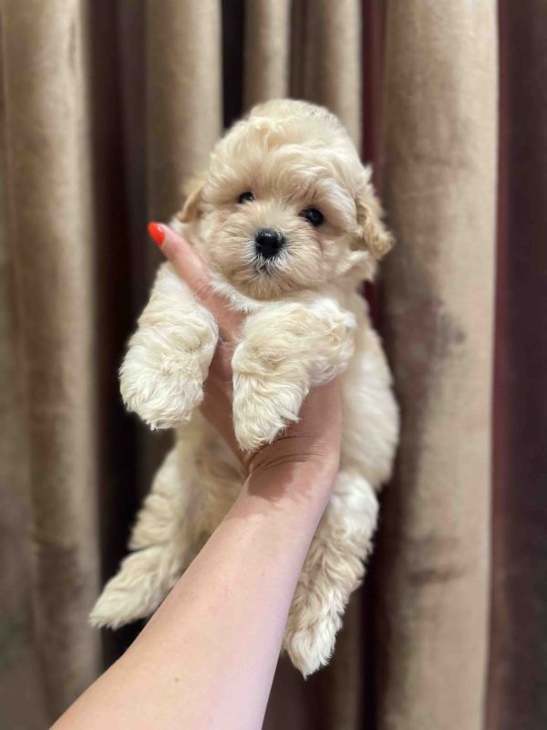 Spike Maltipoo