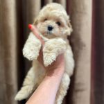 Spike-male-Maltipoo-puppy-for-sale-2