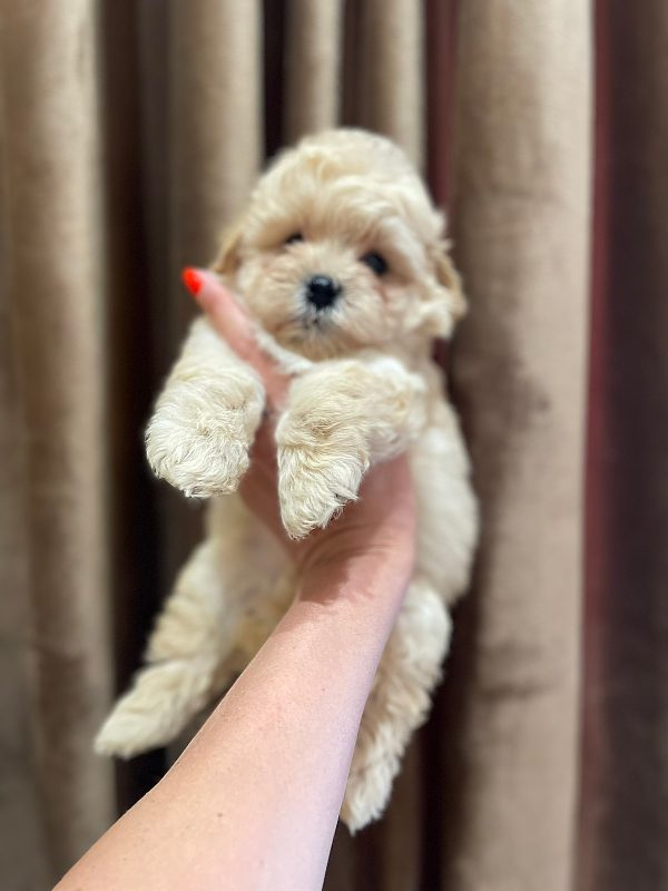 Spike Maltipoo