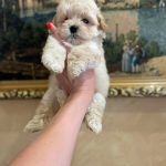 Spike-male-Maltipoo-puppy-for-sale-3
