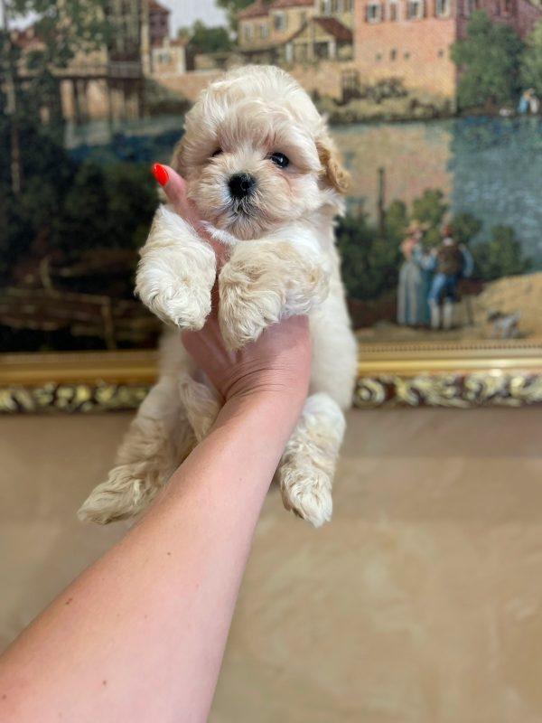 Spike Maltipoo