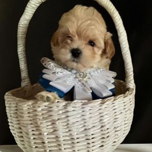 Stitch Maltipoo