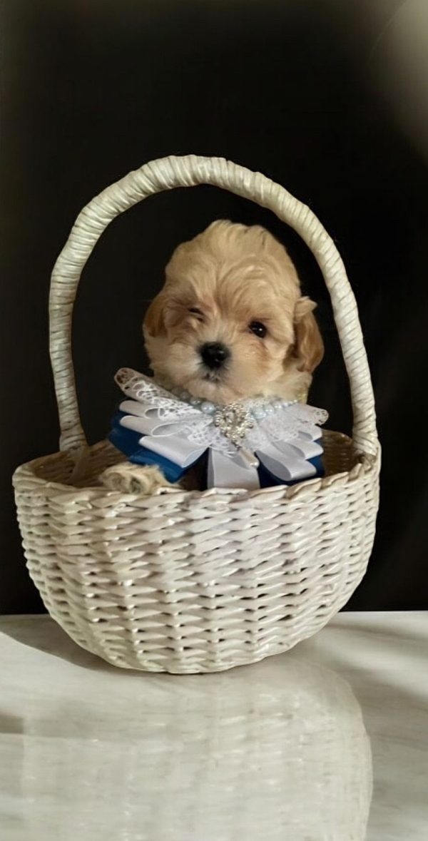 Stitch Maltipoo