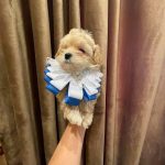Stitch-male-Maltipoo-puppy-for-sale-2