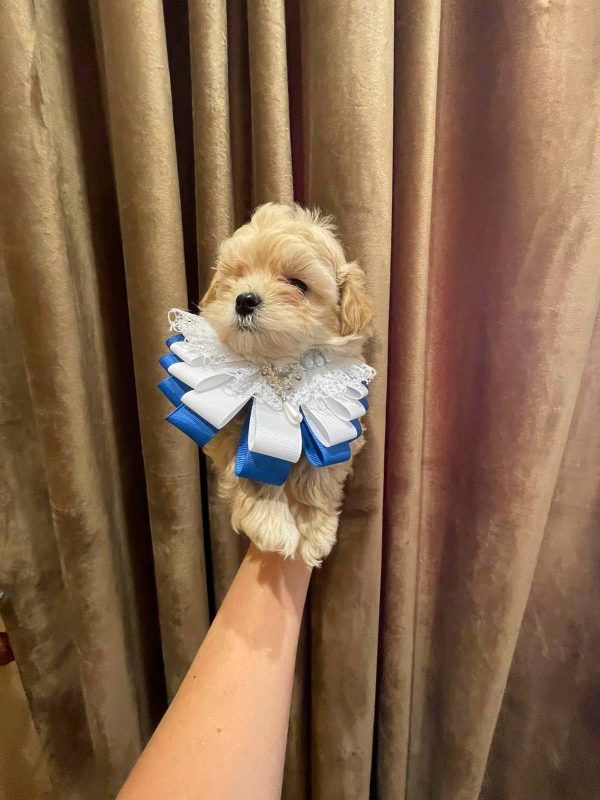 Stitch Maltipoo