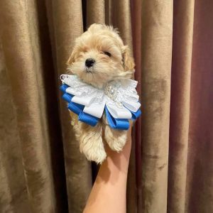 Stitch Maltipoo