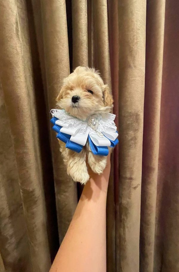 Stitch Maltipoo