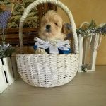 Stitch-male-Maltipoo-puppy-for-sale-4
