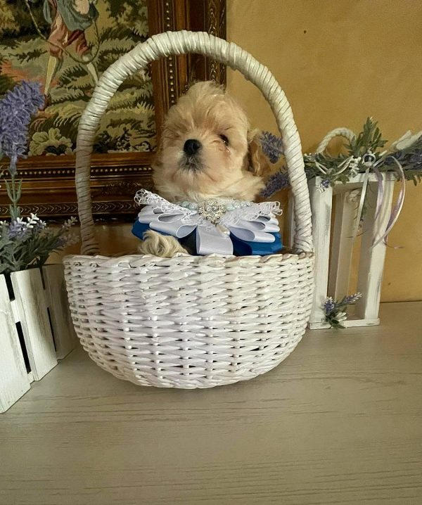 Stitch Maltipoo