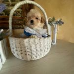 Stitch-male-Maltipoo-puppy-for-sale-5