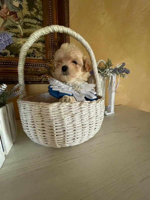Stitch Maltipoo