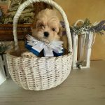 Stitch-male-Maltipoo-puppy-for-sale-6
