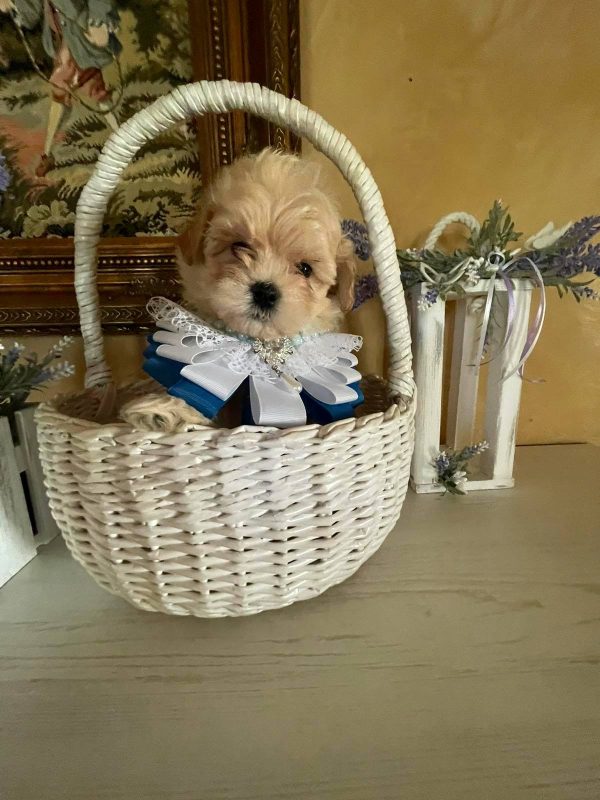 Stitch Maltipoo